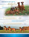 carousel chooser